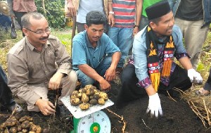 Bener Meriah Akan Memiliki Penangkaran Benih Kentang